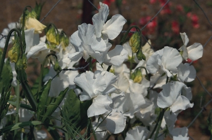 Picture of Sweet Pea - Diamond Jubilee